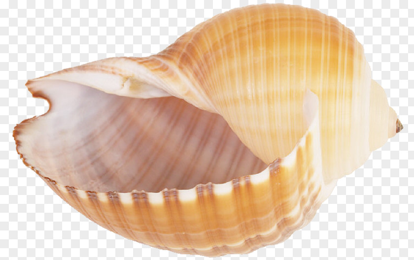 Seashell Conch Sea Snail Clip Art PNG