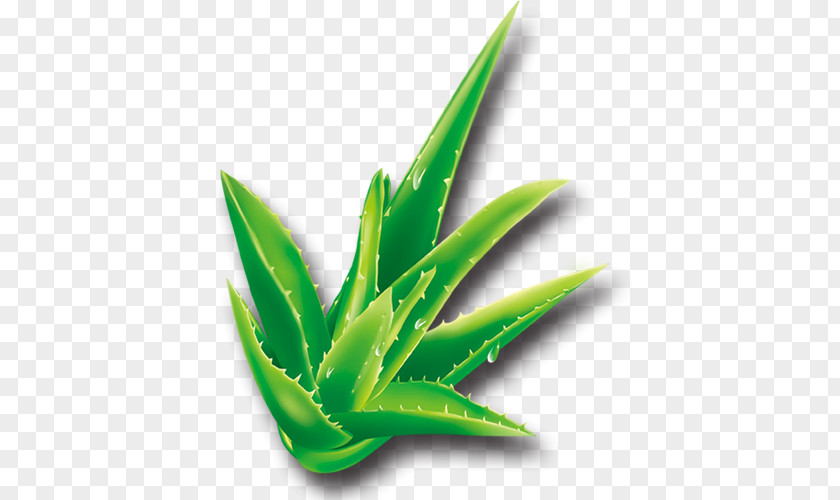 Aloe Vera Plant Asphodelaceae PNG