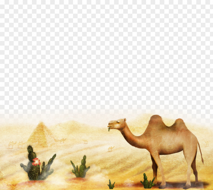 Desert Camel Cartoon Illustration PNG