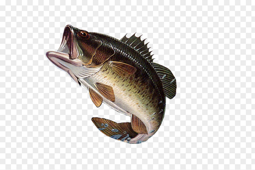 Large Mouth Bass Fishing Largemouth PNG