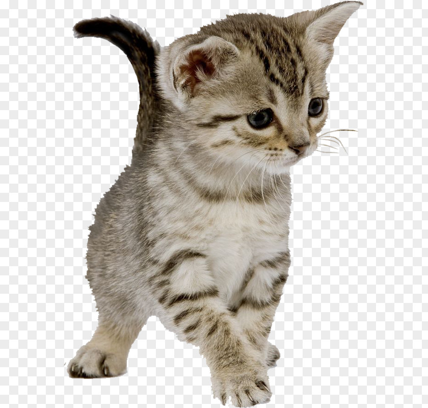 Stay Meng Cat Feral Kitten Dog Felidae PNG
