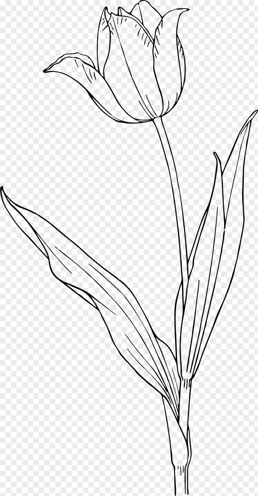 Tulip Nature Drawing And Design; Clip Art PNG