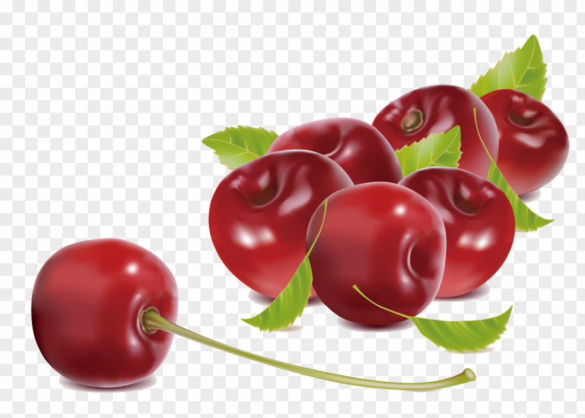 Vector Fruit Cherry EPS Material Illustration PNG