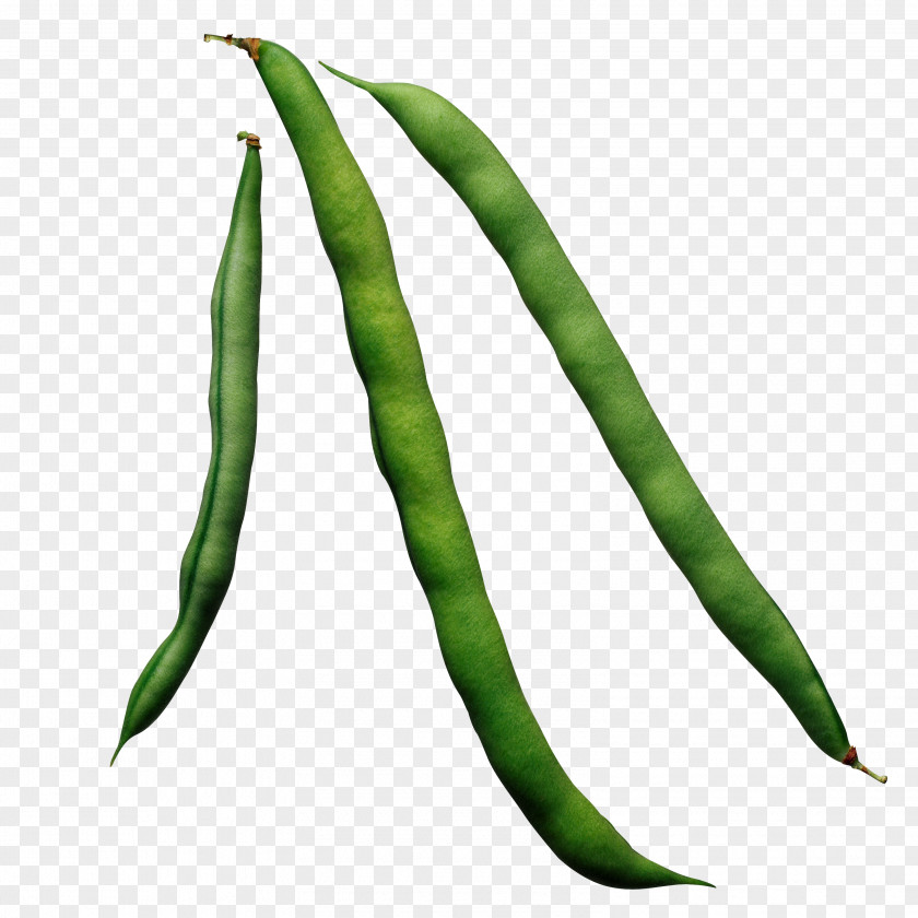 Vegetable Green Bean Common Food PNG