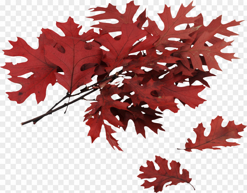 Autumn Leaf Northern Red Oak Swamp Spanish Color Quercus Coccinea PNG