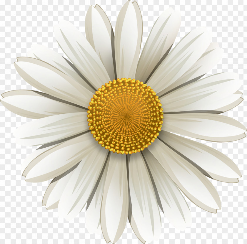 Chamomile Matricaria Flower PNG