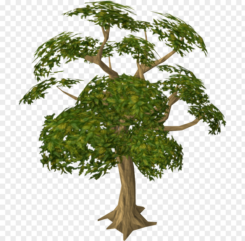 Money Tree Farm Mahogany Wood Swietenia Macrophylla PNG