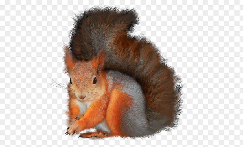 Rodent Red Squirrel Tree Clip Art PNG