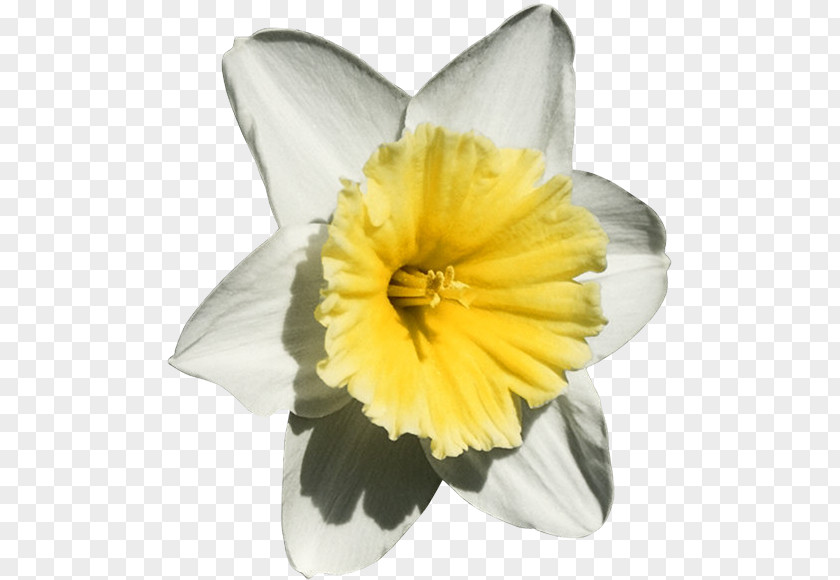The Daffodil Principle Flowers & Trees PNG