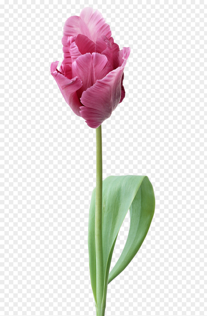 Tulip Indira Gandhi Memorial Garden Desktop Wallpaper Cut Flowers PNG