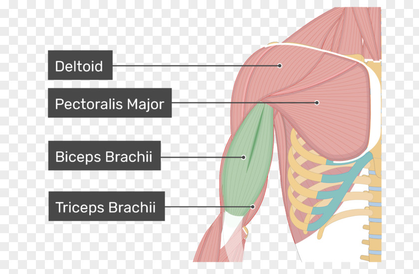 Arm Biceps Coracobrachialis Muscle Deltoid Pectoralis Major PNG