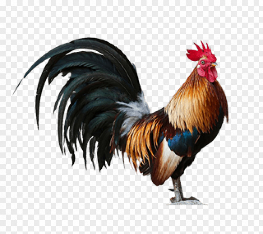 Chicken Rooster Image Mural Art PNG