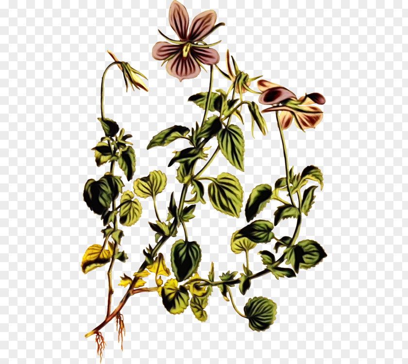 Clematis Wildflower Flower Flowering Plant Passion Family PNG
