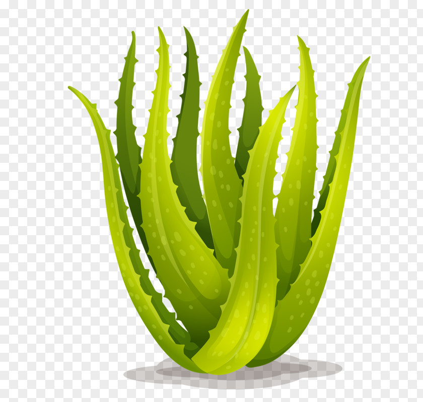 Hand-painted Aloe Vera Royalty-free Stock Photography Illustration PNG