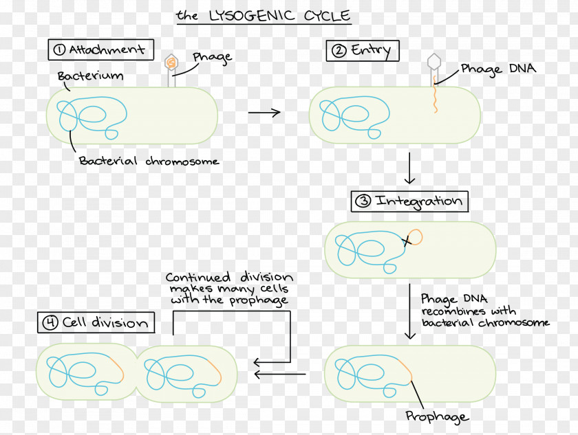 Lysogenic Cycle Brand Font PNG