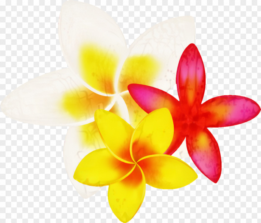 Moth Orchids Close-up PNG