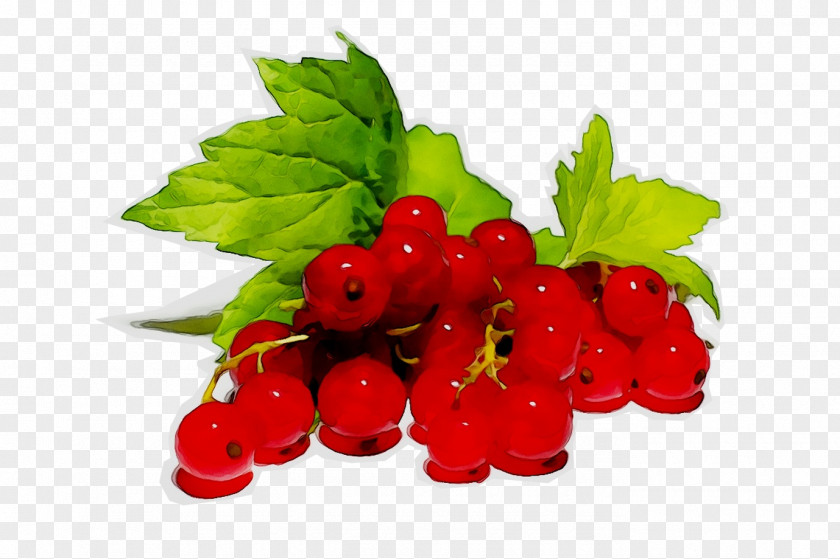 Redcurrant Blackcurrant Berries Fruit White Currant PNG