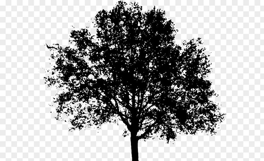 Tree Clip Art Image Silhouette PNG