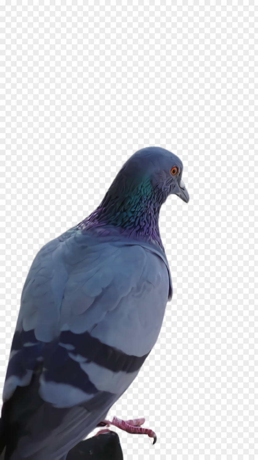 Leg Blue Feather PNG