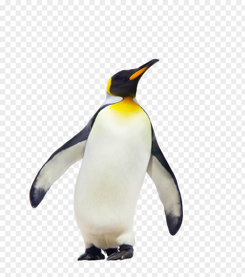 Penguin CfE Higher Geography Course Notes Antarctica Royalty-free PNG