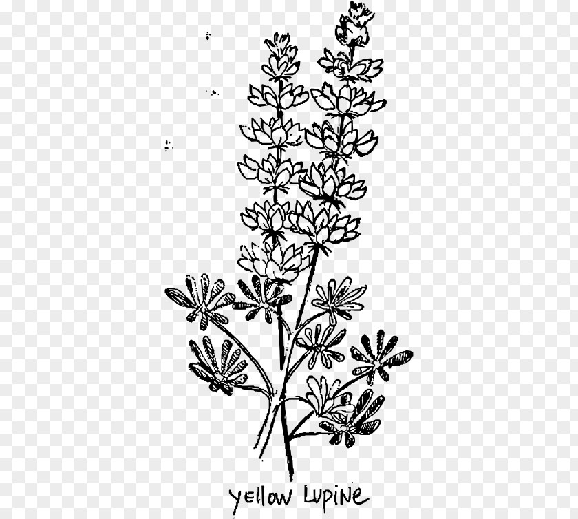 Plant European Yellow Lupine Line Art Lupinus Albus PNG