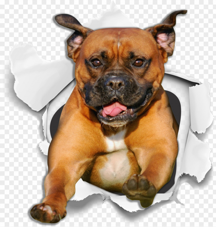 Renascence Bulldogge Perro De Presa Mallorquin Dog And Cat PNG