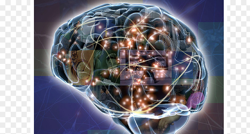 Brain Neuroscience Psychology Neuron Agy PNG