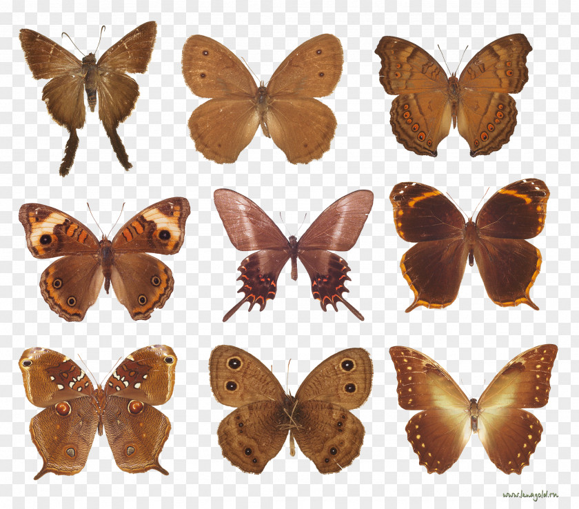 Butterfly Images Clip Art Brush-footed Butterflies And Moths PNG