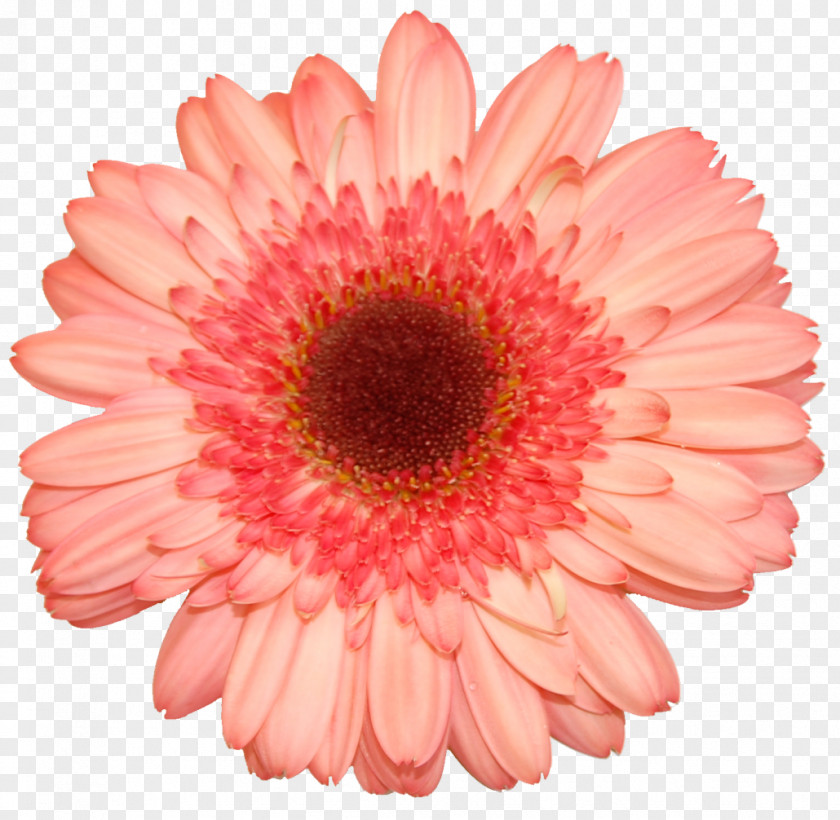 Flower Transvaal Daisy Photography White PNG