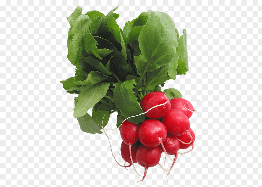 Vegetable Clip Art Openclipart Radish Image PNG