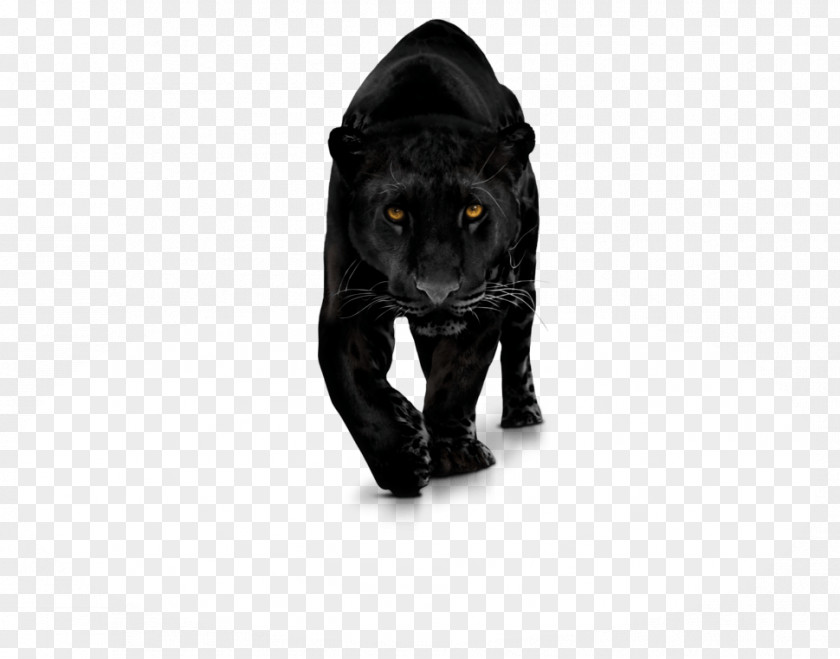 Black Panther Bagheera Leopard Cat Jaguar PNG