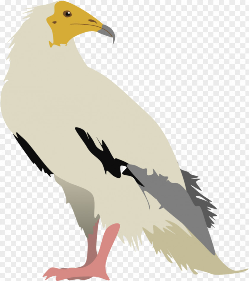 Drawing Hair Vulture Bird Of Prey Egyptian Beak PNG