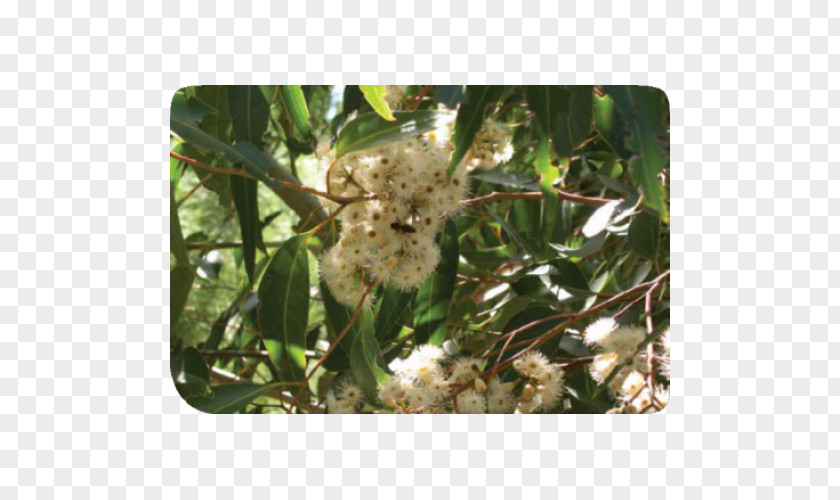 Eucalyptus Plant Tree PNG