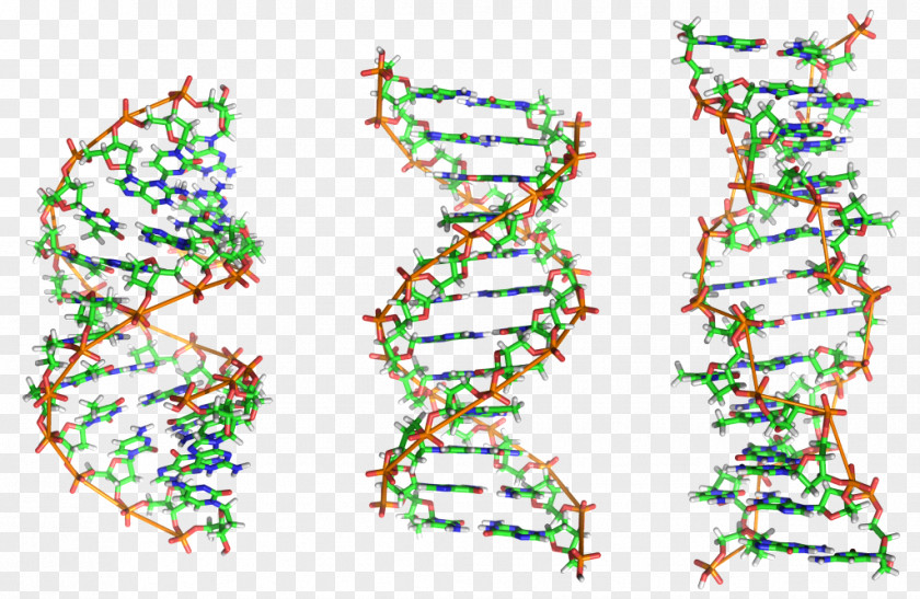 Science Nucleic Acid Double Helix Z-DNA A-DNA Biology PNG