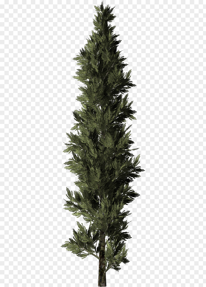 Tree Spruce Christmas Larch PNG