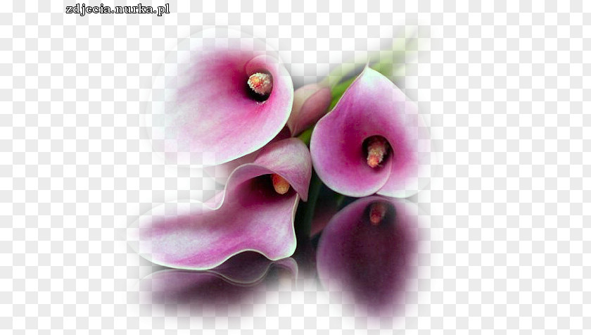 Calla Lilly Blingee Petal Video PNG