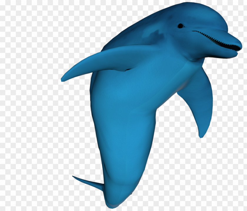 Dolphin Common Bottlenose Wholphin Tucuxi PNG