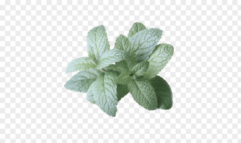 Peppermint Spearmint Leaf Plant Flower Herb Mint PNG