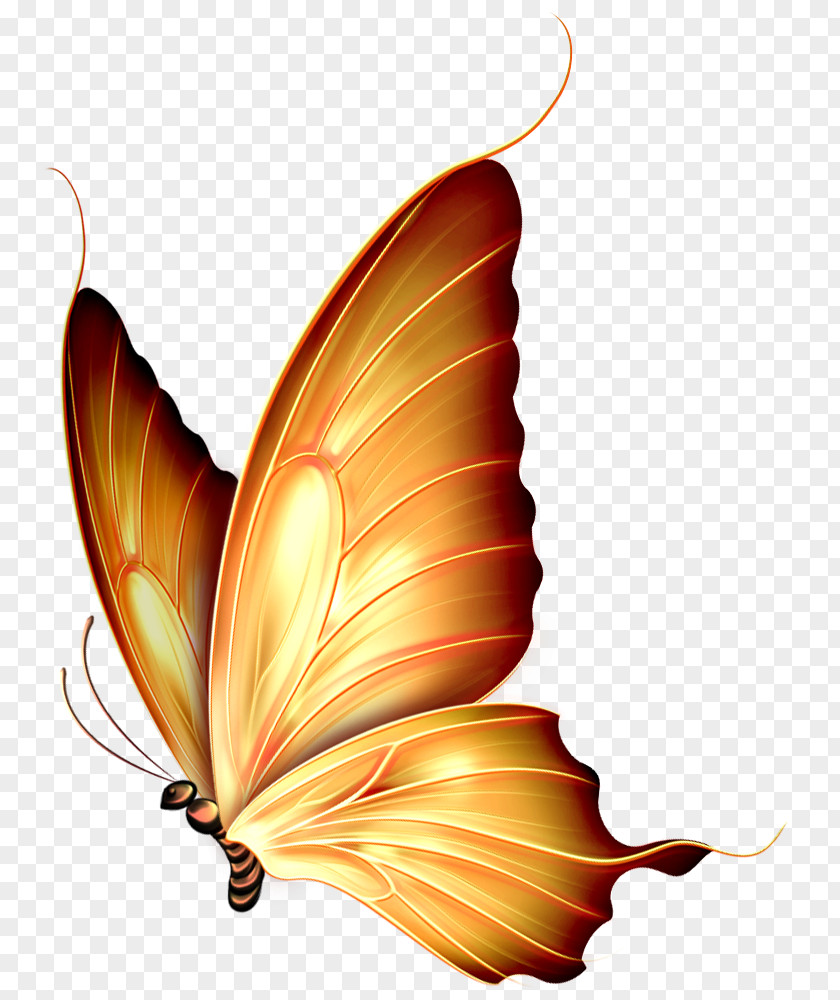 Red Background Butterfly Insect Clip Art PNG