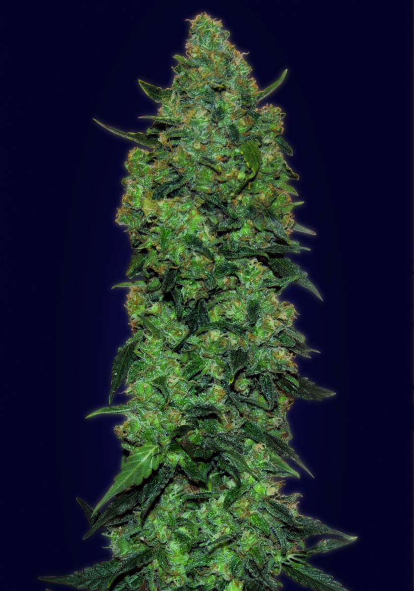 Skunk Mass Seed Autoflowering Cannabis PNG