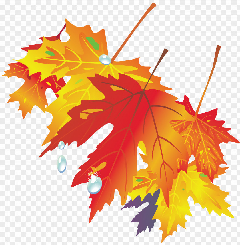 Autumn Leaves Leaf Drawing Color PNG