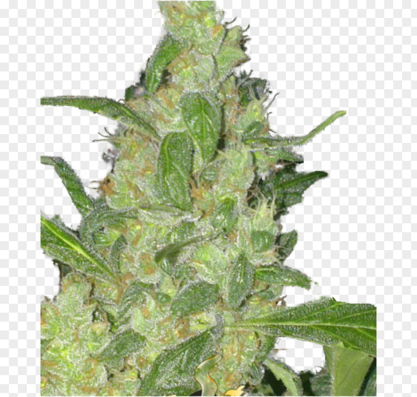 Cannabis Autoflowering Seed Skunk Hemp PNG