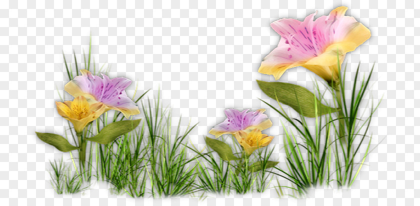 Floral Cluster Desktop Wallpaper Image Blog Printemps PNG