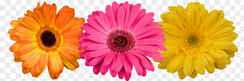 Flower Transvaal Daisy Cut Flowers Floristry Wholesale Inc PNG