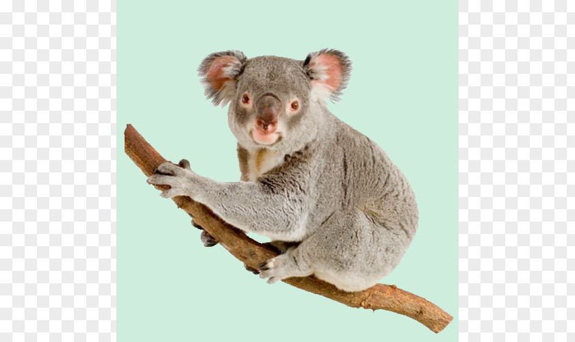 Koala Australia Bear Dog Rod Campbell's Aussie Animals PNG