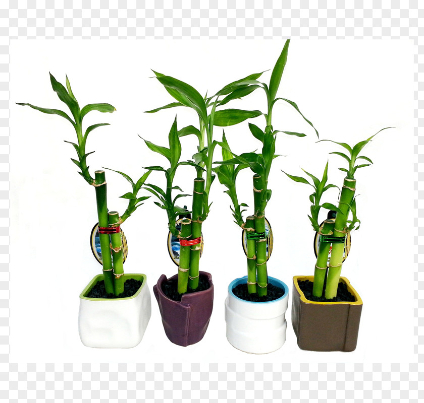 Lucky Bamboo Flowerpot Houseplant Plant Stem PNG
