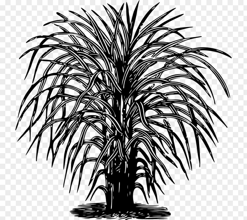 Summer Plant Decoration Clip Art Photography Drawing Branch PNG