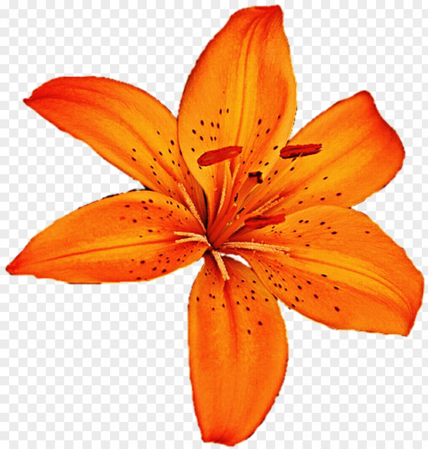 Tiger Lily Redes De Colaboración Stock Photography Project Clip Art PNG