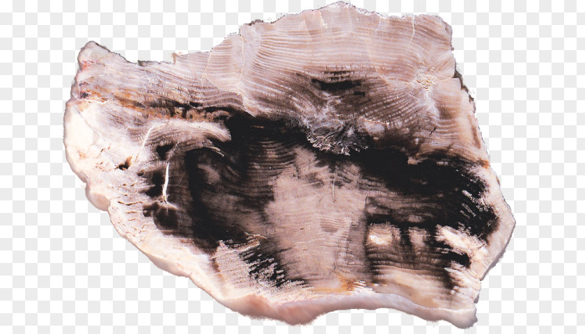 Wood Slab Bear Creek Petrified Rock Jasper Petrifaction PNG
