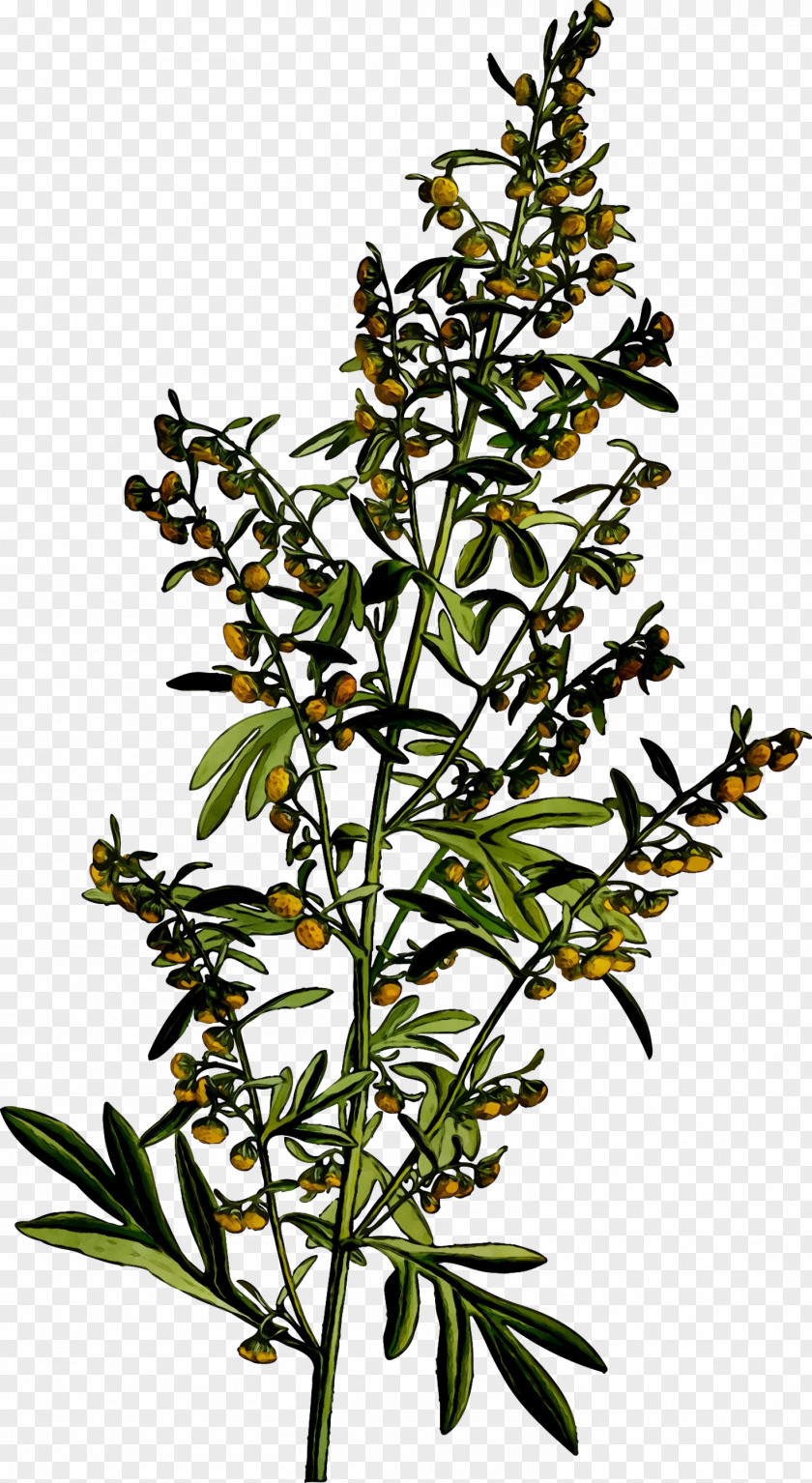 Common Wormwood Medicinal Plants Medicine Mugwort PNG